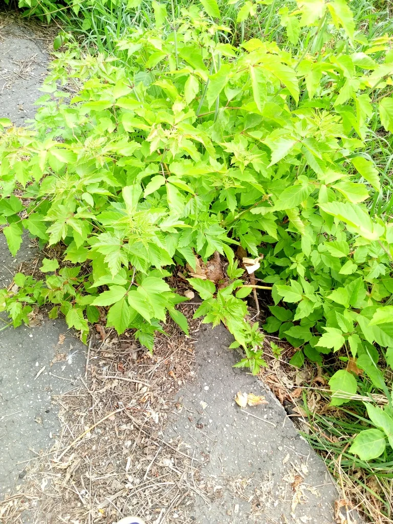 Acer Negundo