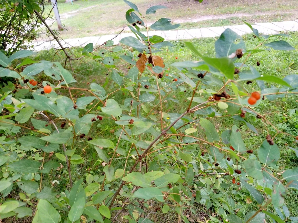 Lonicera Tatarica