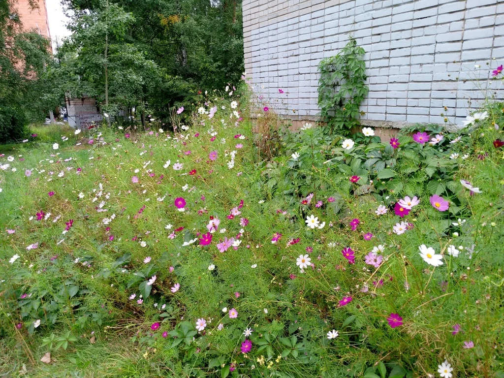 Cosmos Bipinnatus
