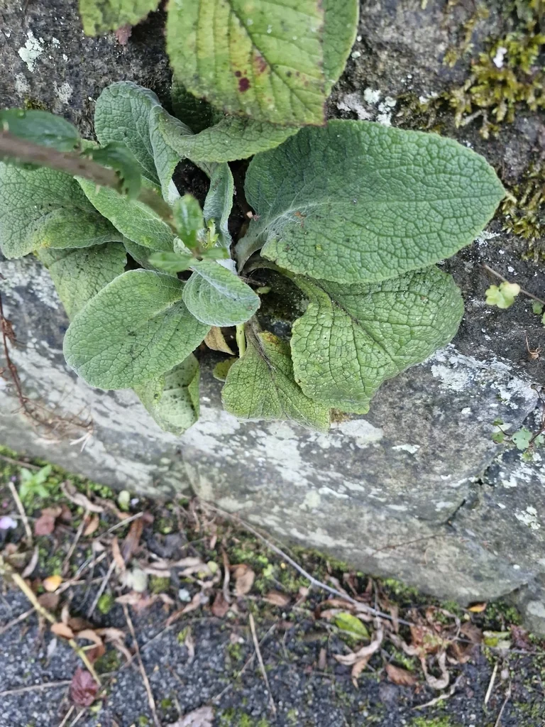 Digitalis Purpurea