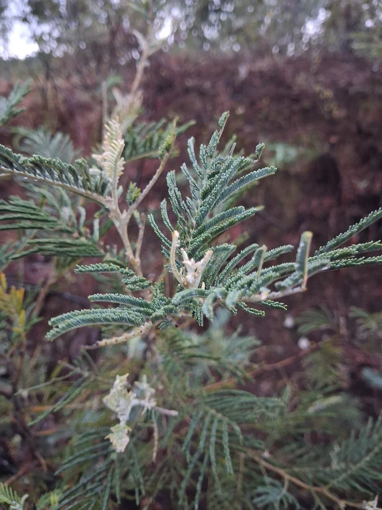 Acacia Dealbata