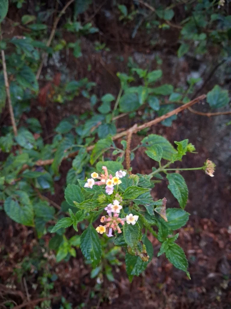 Lantana camara