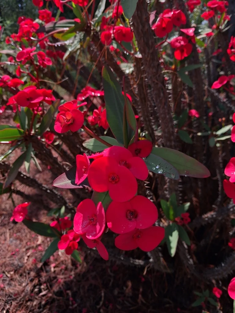 Euphorbia Milii