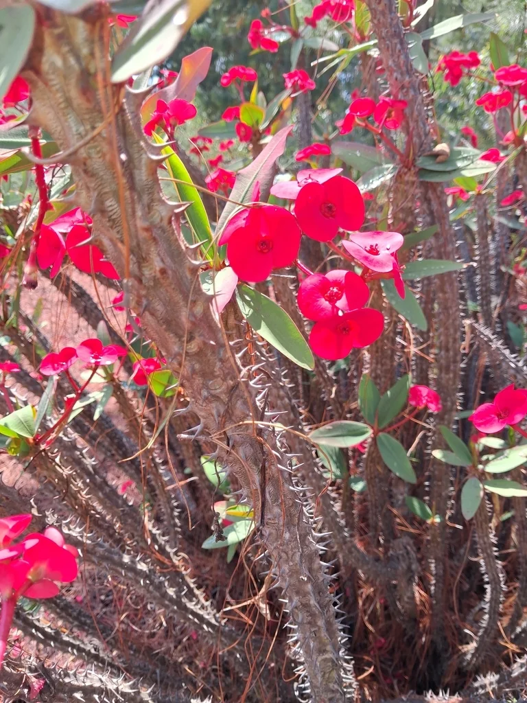 Euphorbia Milii