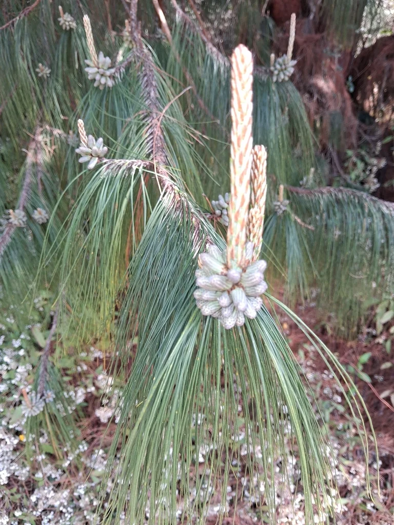 Pinus Patula