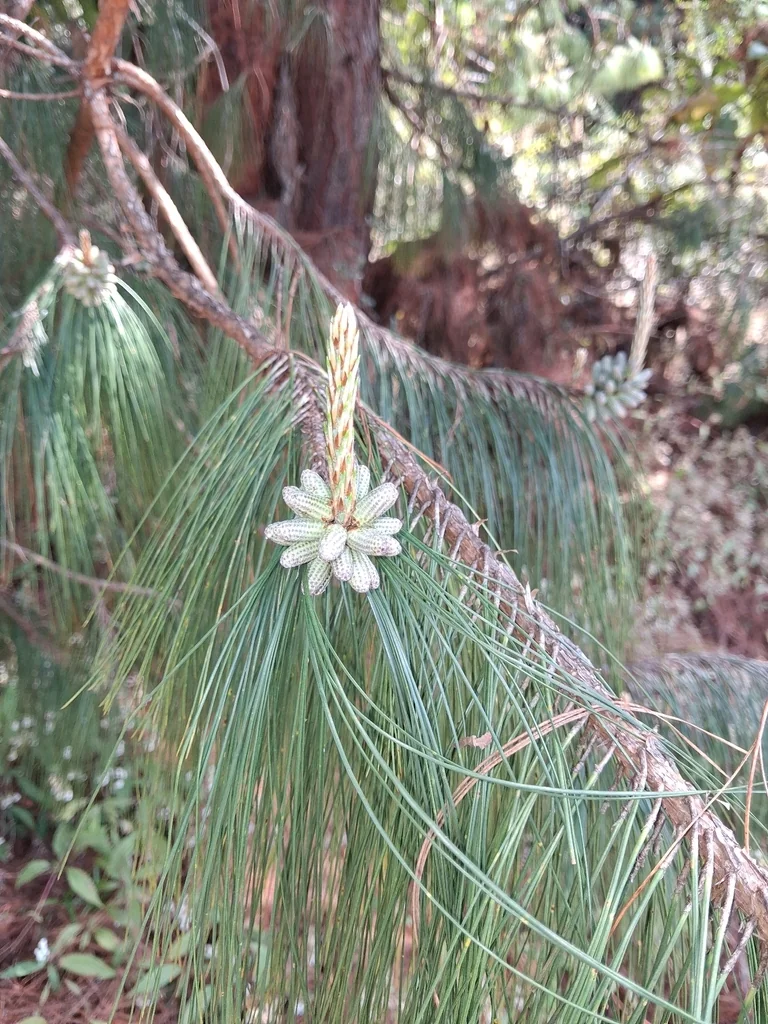 Pinus Patula