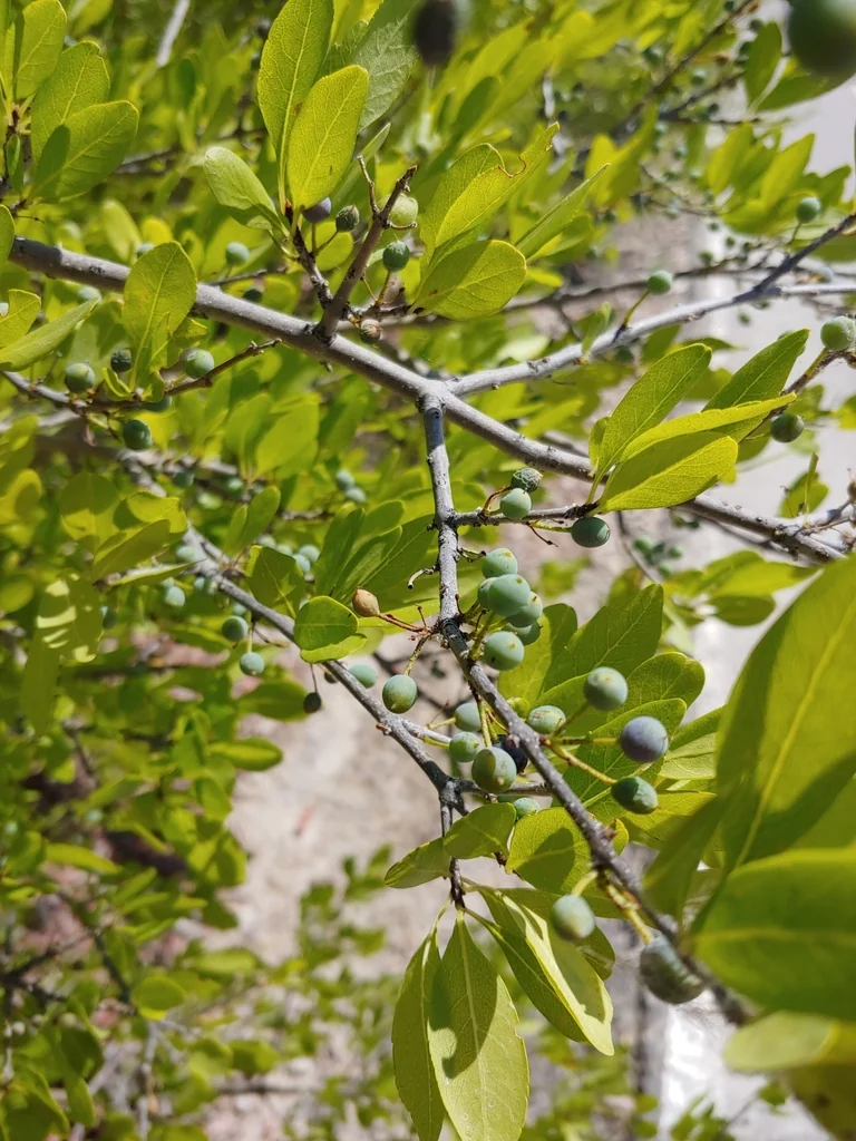 Forestiera Neomexicana