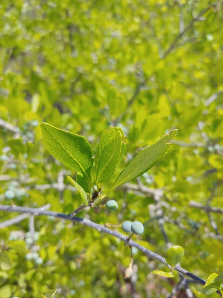 Forestiera Neomexicana