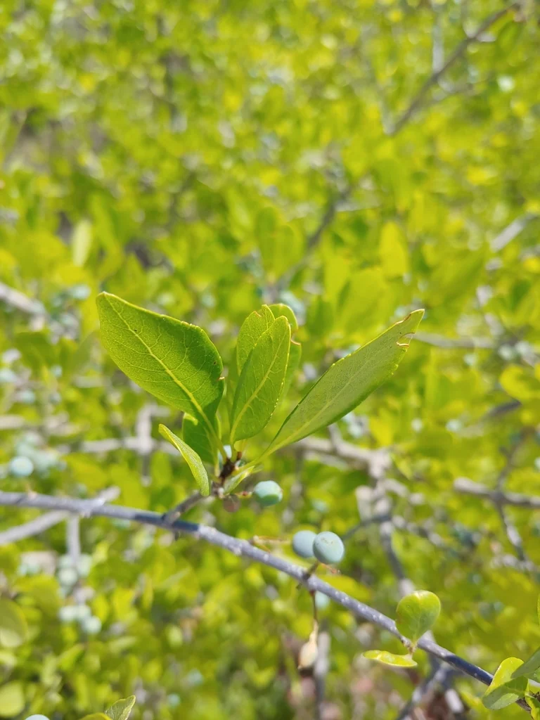 Forestiera Neomexicana