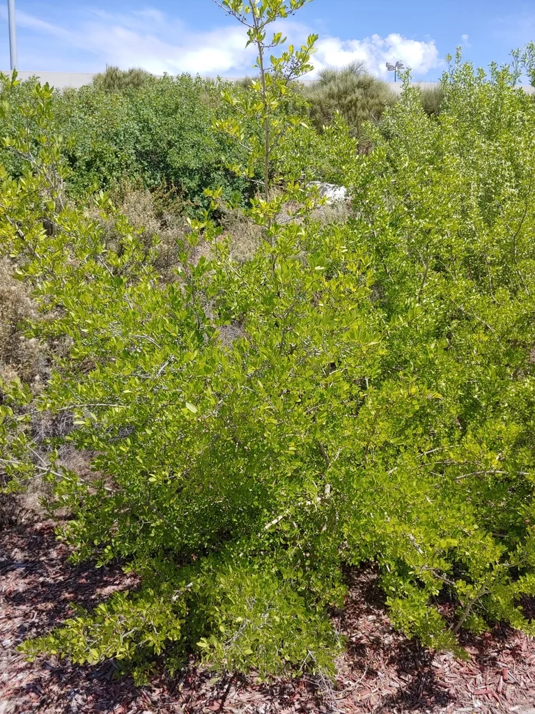 Forestiera Neomexicana
