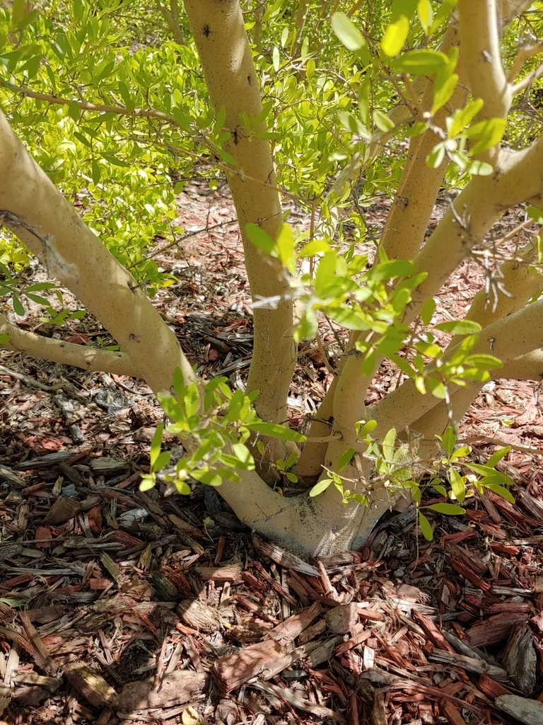 Forestiera Neomexicana