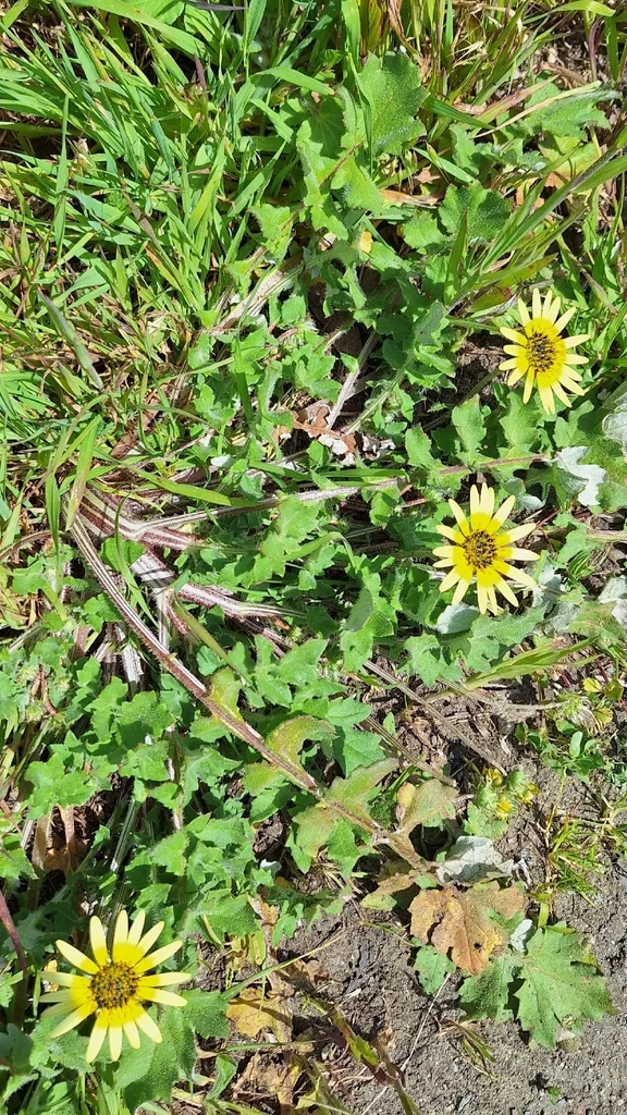 Arctotheca Calendula
