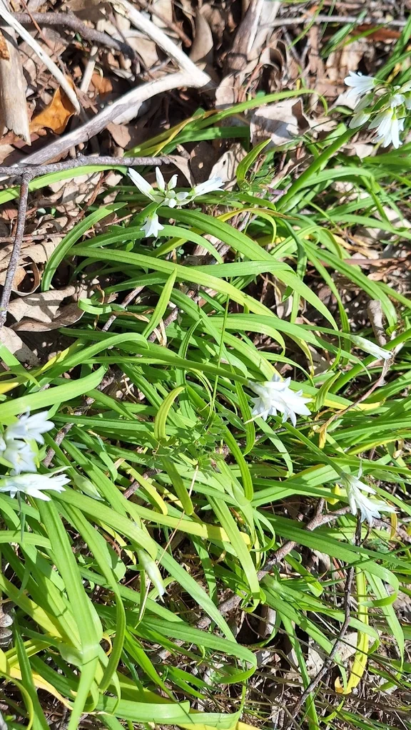 Allium Triquetrum