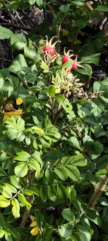 Rosa Rugosa