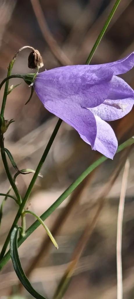 Campanula Rotundifolia