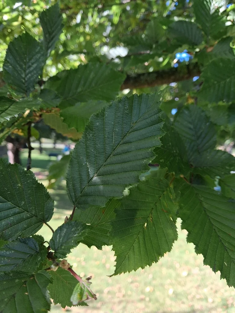 Carpinus Betulus