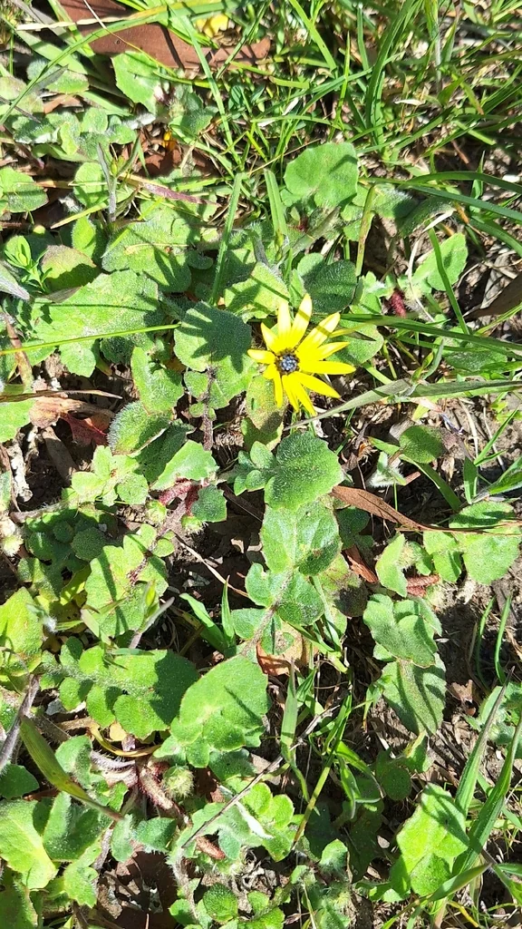 Arctotheca Calendula