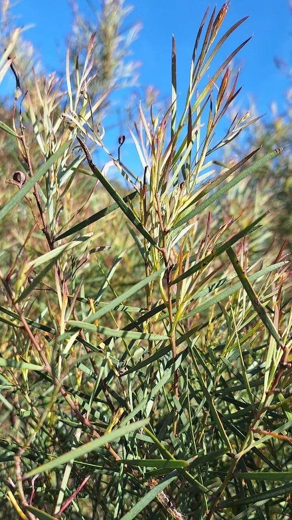 Acacia Iteaphylla