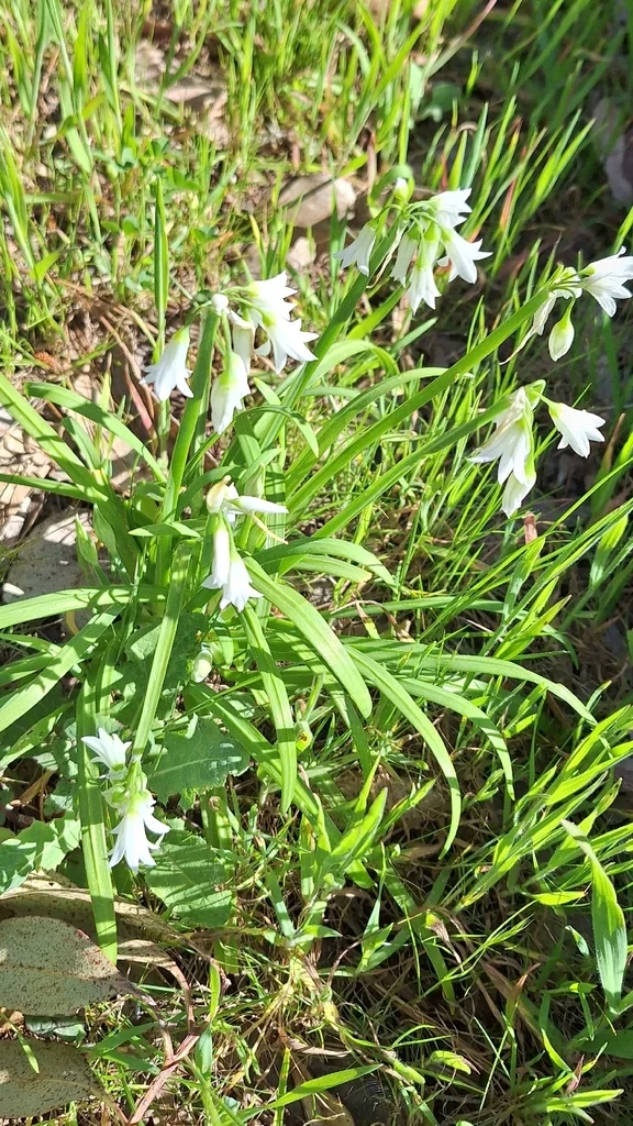 Allium Triquetrum