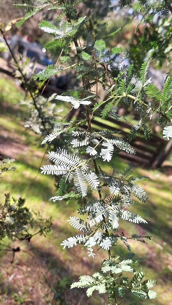 Acacia Baileyana