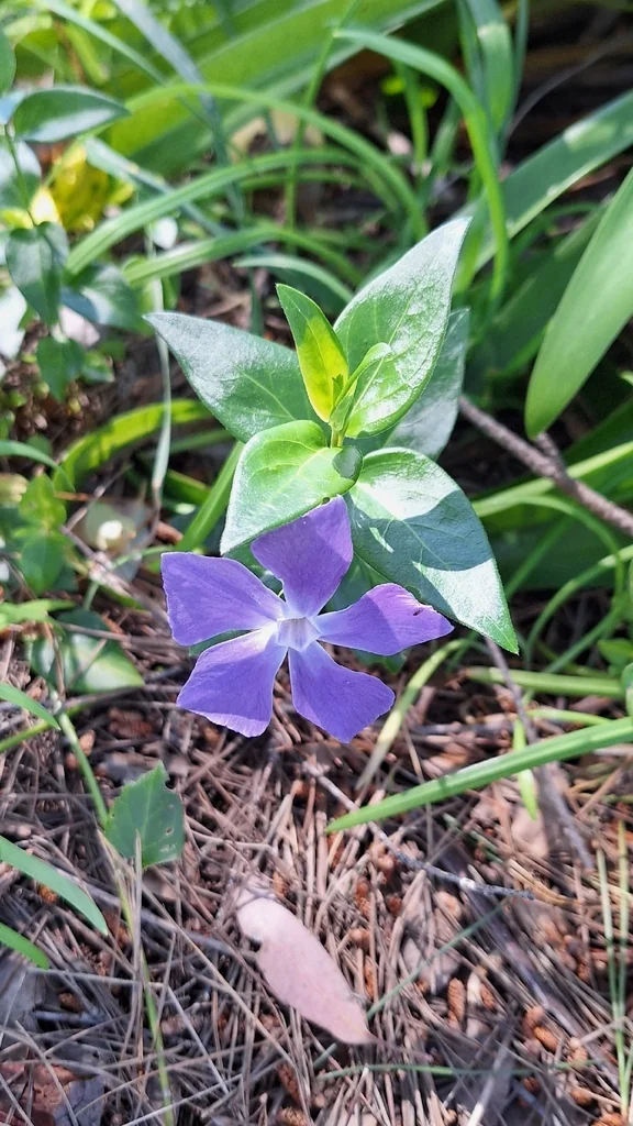 Vinca major
