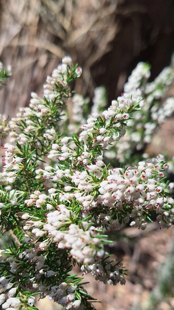 Erica Arborea