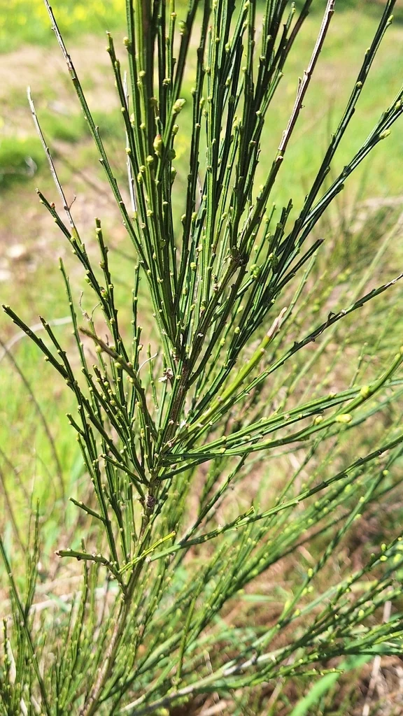 Cytisus Scoparius