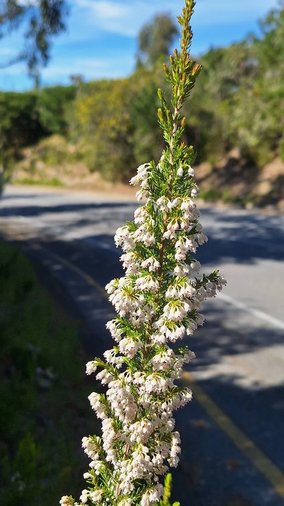 Erica Arborea