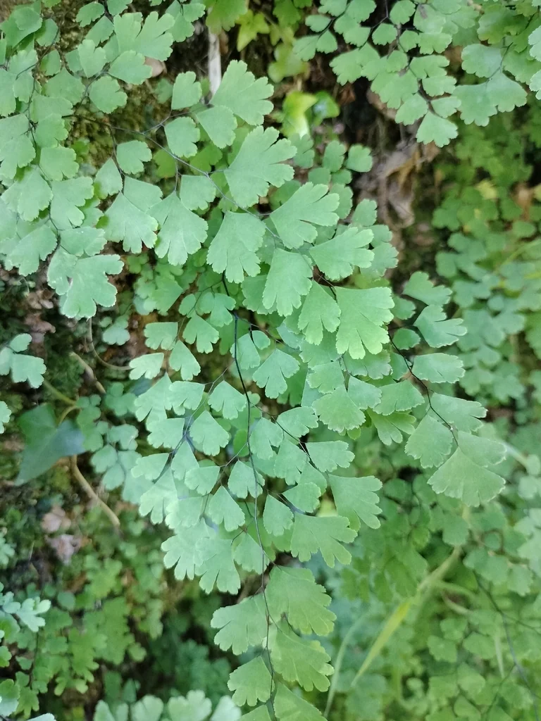 Adiantum Capillus-Veneris