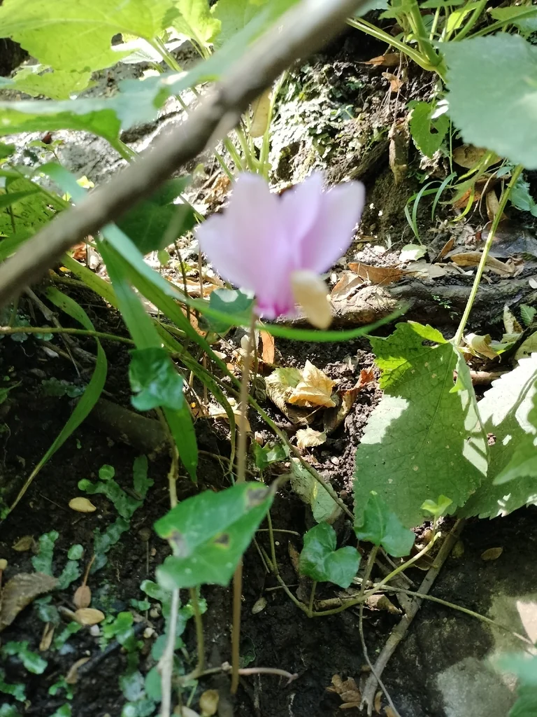 Cyclamen Hederifolium