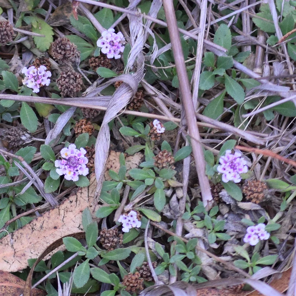 Lippia Nodiflora