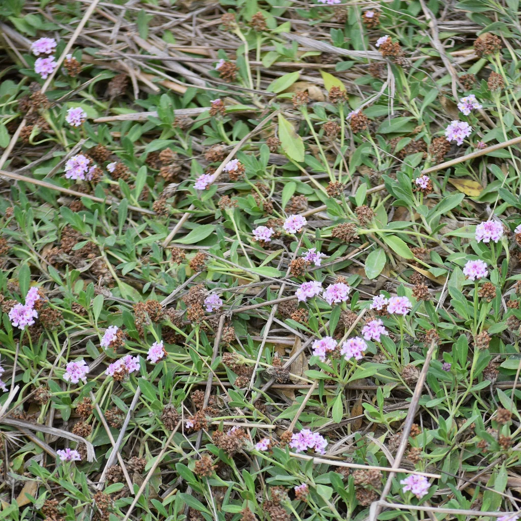 Lippia Nodiflora