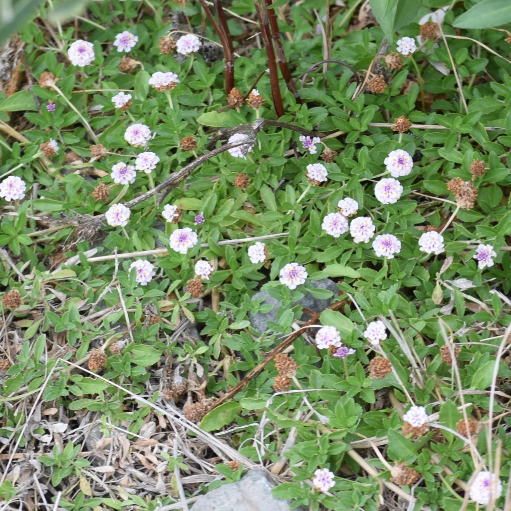 Lippia Nodiflora