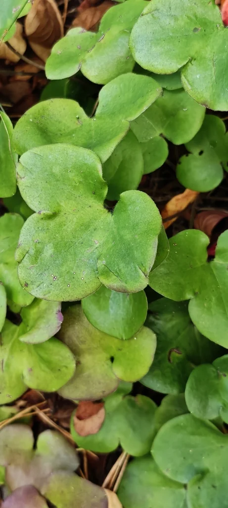 Hepatica Nobilis