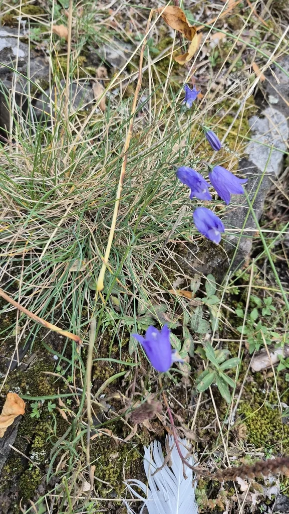 Campanula Rotundifolia