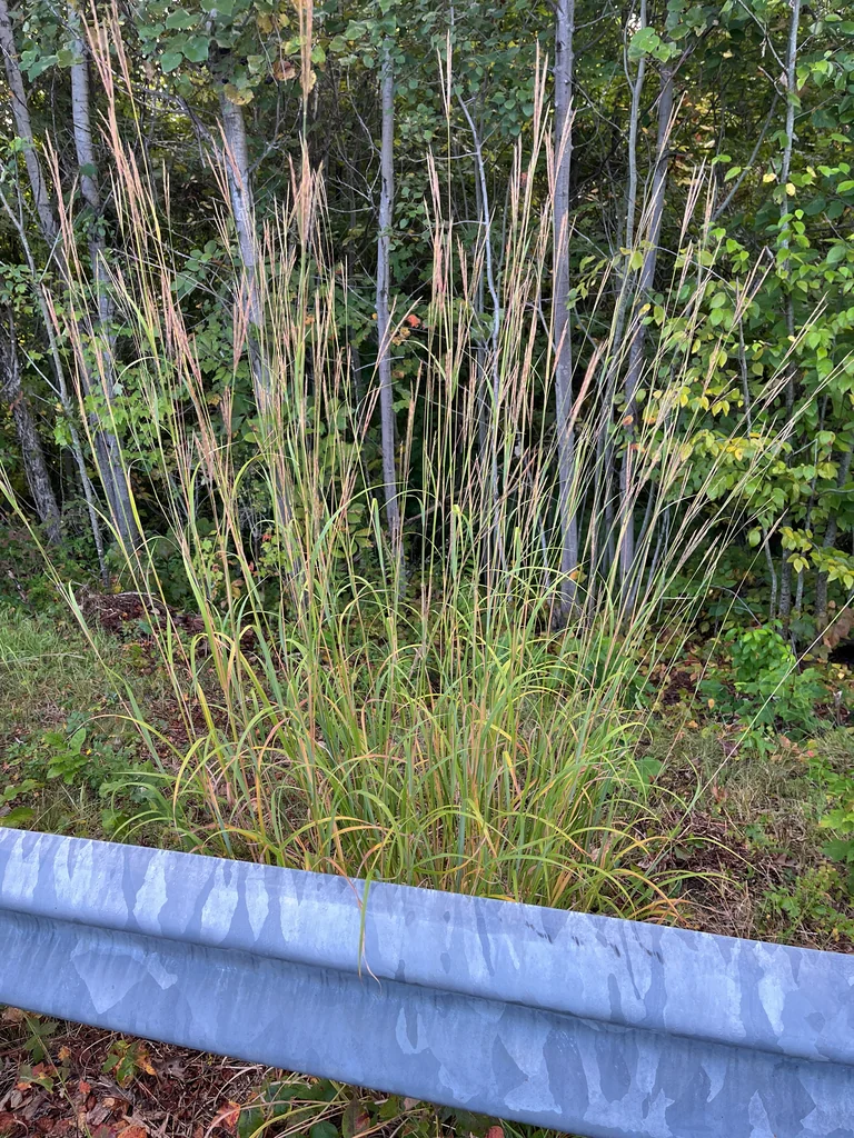 Andropogon Gerardii