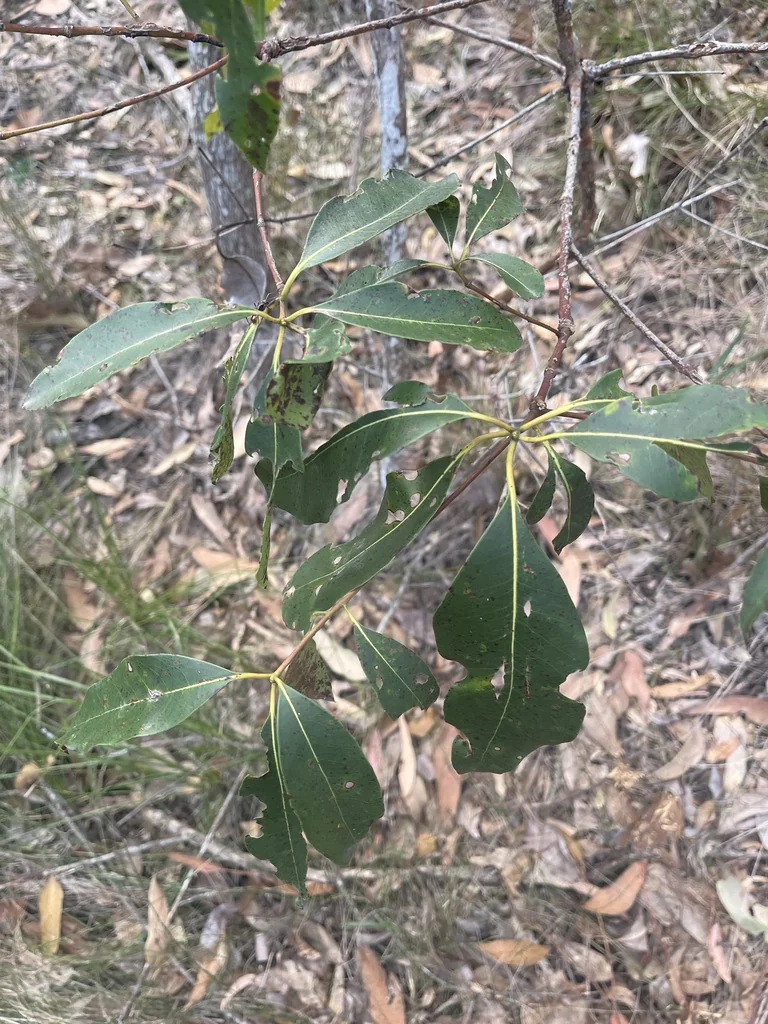 Lophostemon Confertus