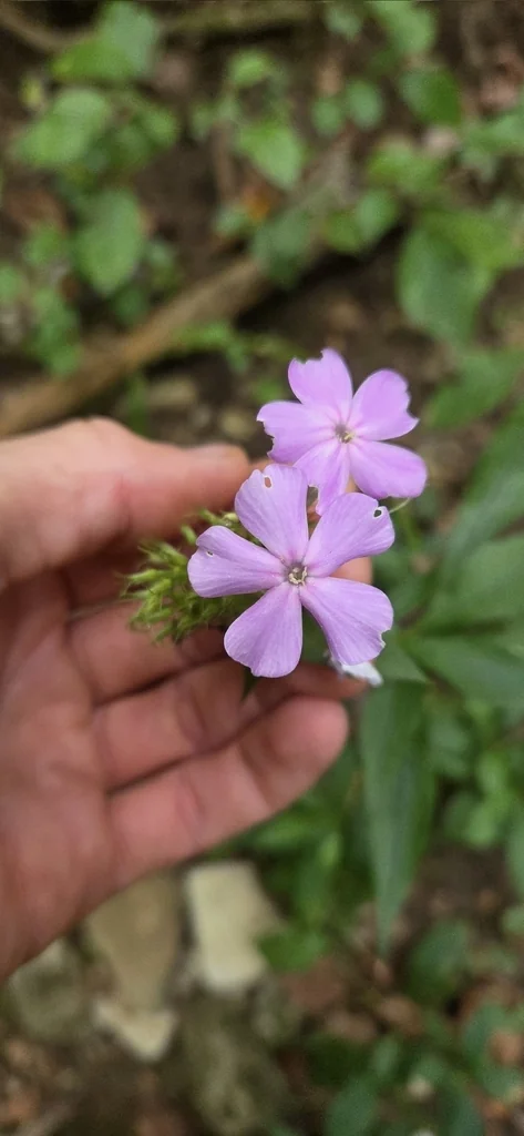 Phlox paniculata