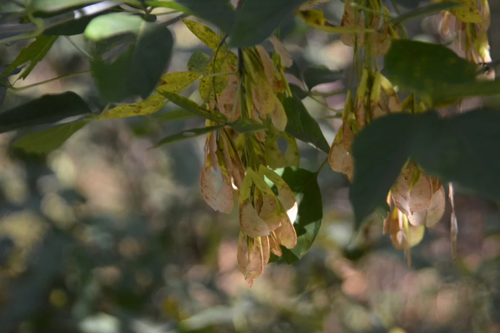 Acer Negundo