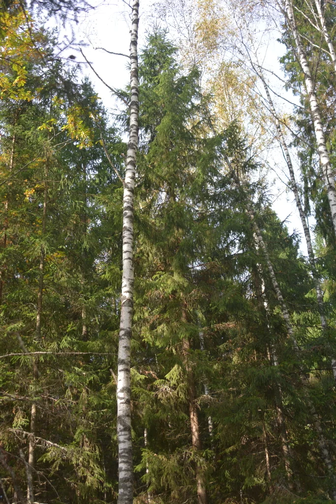Picea Abies