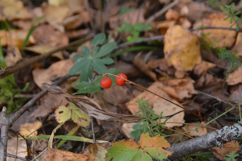 Convallaria Majalis