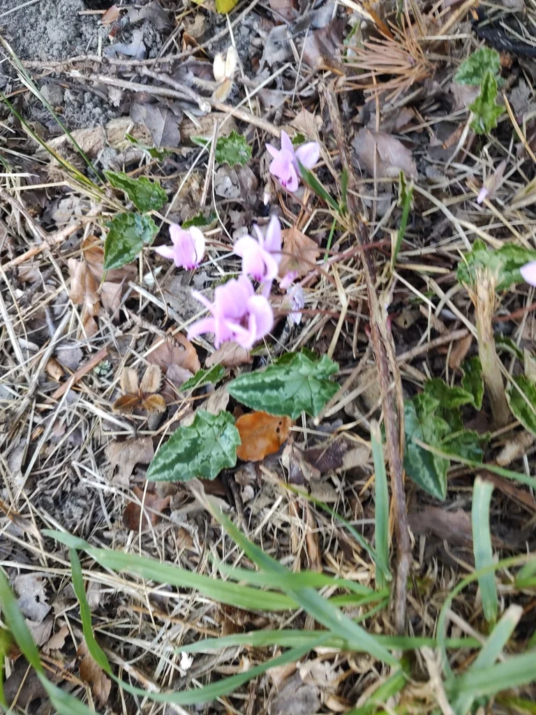 Cyclamen Hederifolium