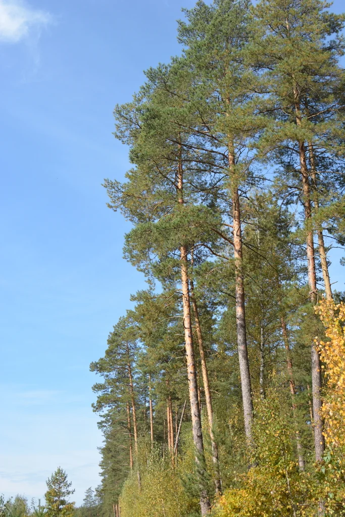 Pinus Sylvestris