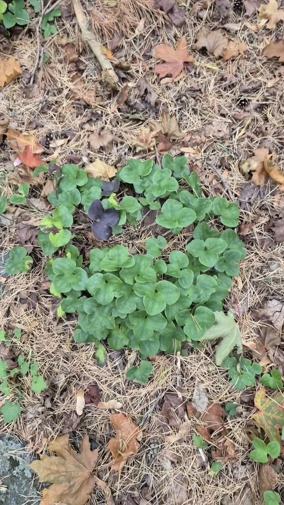 Hepatica Nobilis