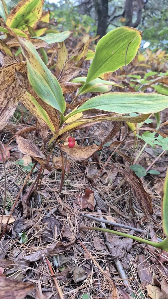 Convallaria Majalis