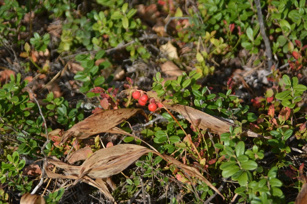 Convallaria Majalis