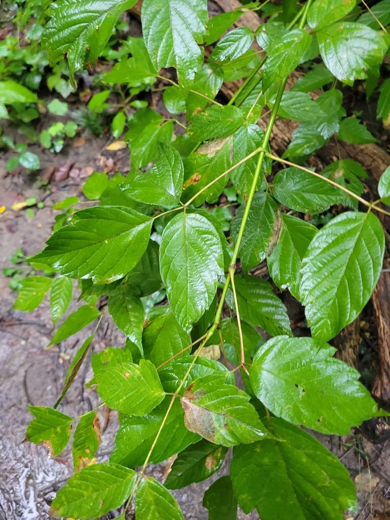 Acer Negundo