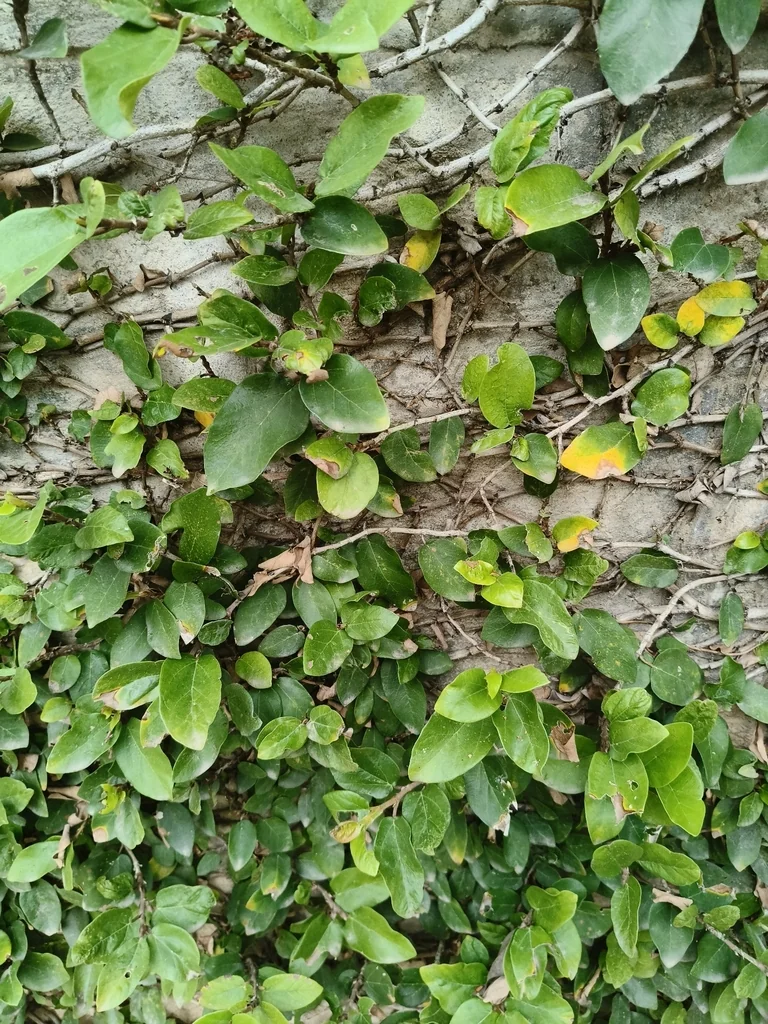 Ficus Pumila