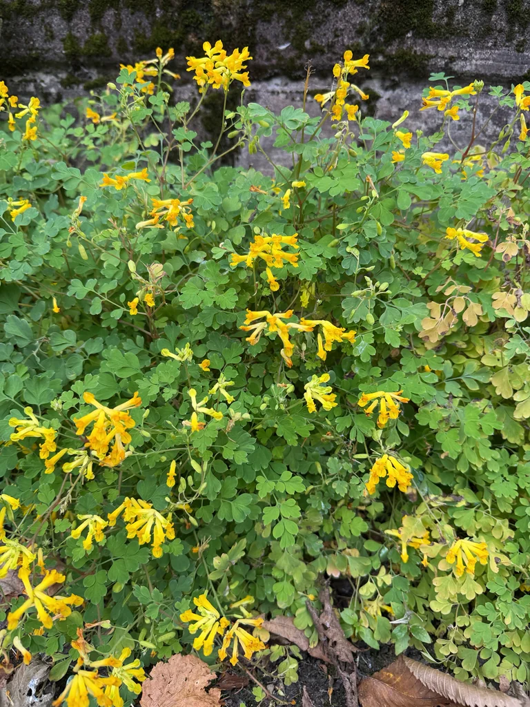 Corydalis Lutea