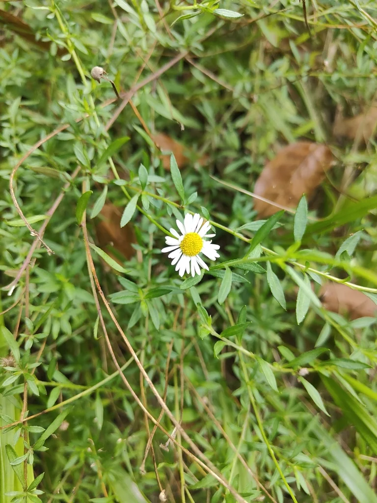 Erigeron Karvinskianus